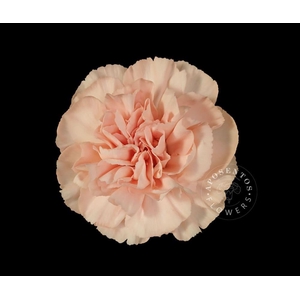 Dianthus st novia