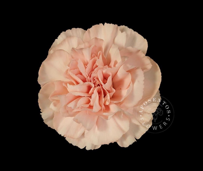 <h4>Dianthus st novia</h4>