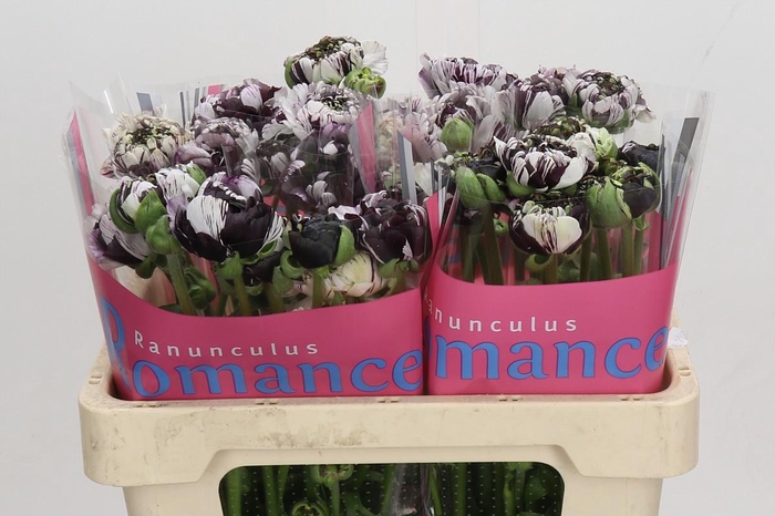 <h4>Ranunculus Brushmark Estrada</h4>