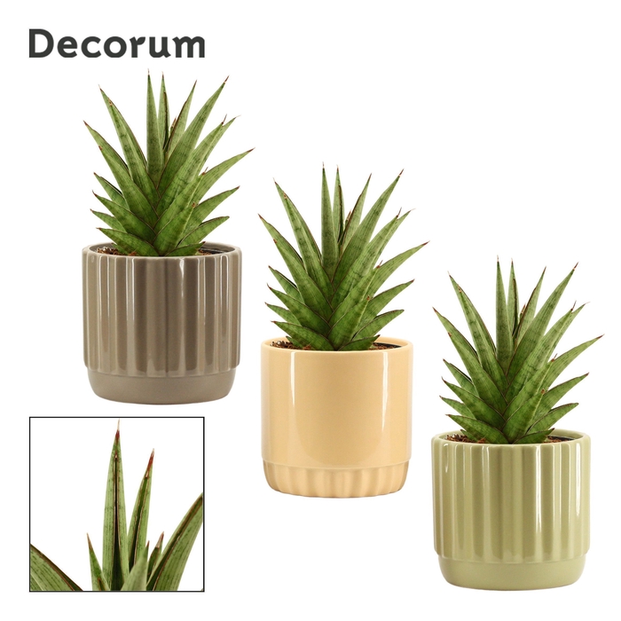 <h4>Sansevieria Jewel crown 12 cm in Liam (Nature world-collection)</h4>