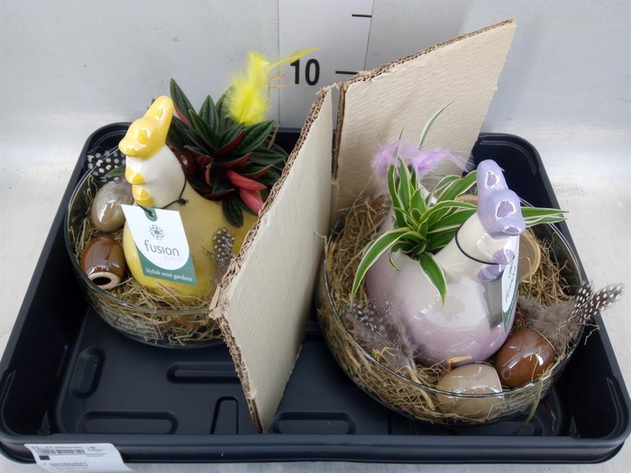 Arr.   Kamerplant Groen H%