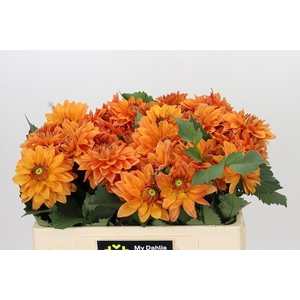 Dahlia Summerflame