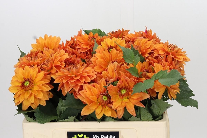 <h4>Dahlia Summerflame</h4>