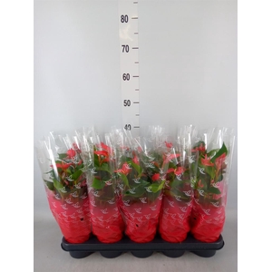 Anthurium  'Trillions Red'