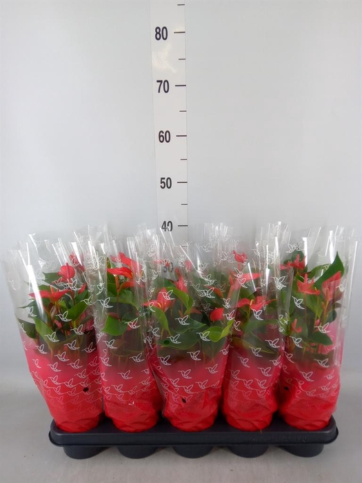 <h4>Anthurium 'Trillions Red'</h4>