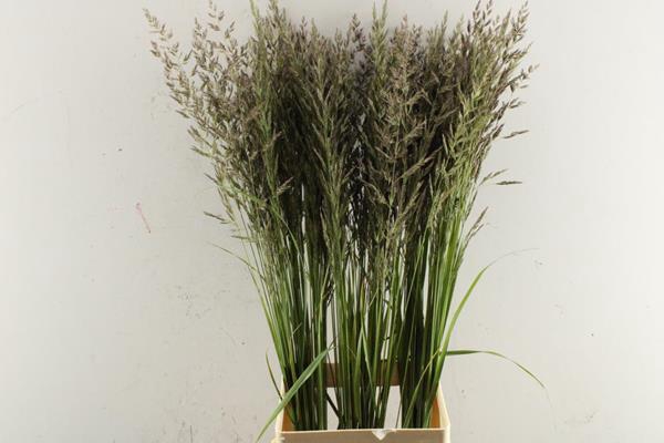 <h4>Siergras Calamagrostis Bruin</h4>