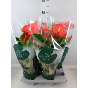 Anthurium andr. 'Florida'