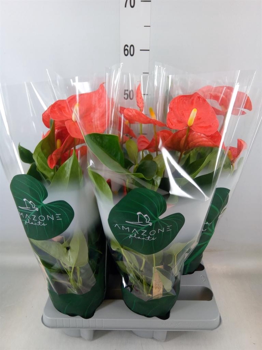 <h4>Anthurium andr. 'Florida'</h4>