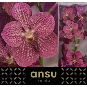 VANDA NI TROPI PUNCH