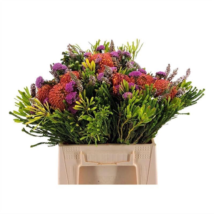 <h4>Kaaps Bq Nutan Carousel</h4>