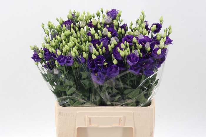 <h4>Eus G Rosi Blue</h4>