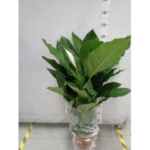 Spathiphyllum  'Sweet Sebastiano'
