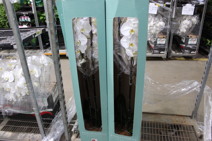 <h4>PHALAENOPSIS P24 MAJORIS BRANCO 2 HT</h4>