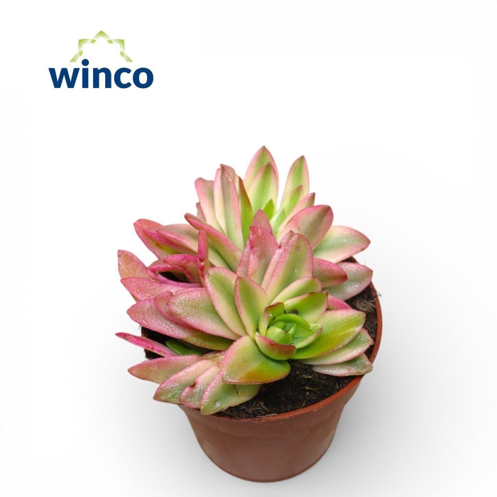 <h4>Crassula Capitella Campfire Variegata</h4>