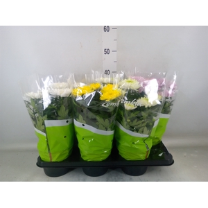 Chrysanthemum  'Zembla'   ..mix