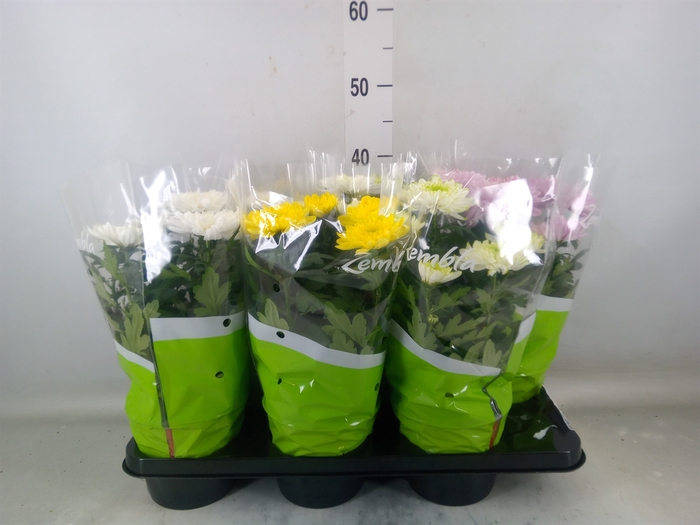 <h4>Chrysanthemum  'Zembla'   ..mix</h4>