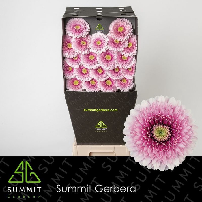 <h4>Germini Pomponi Tracy Diamond per kaart</h4>