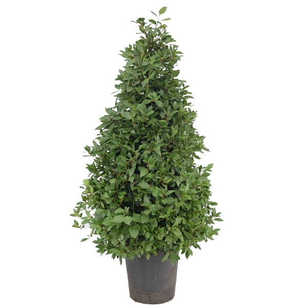 <h4>Laurus nobilis Piramide</h4>