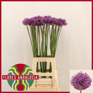 ALLIUM GLADIATOR