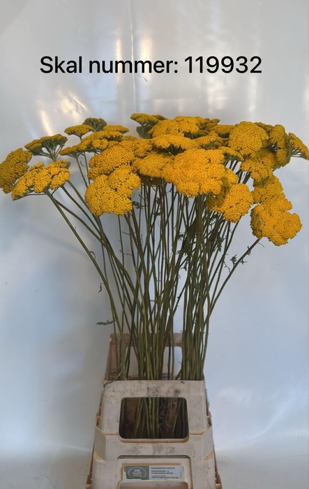 <h4>ACHIL F PARK VARIETY</h4>