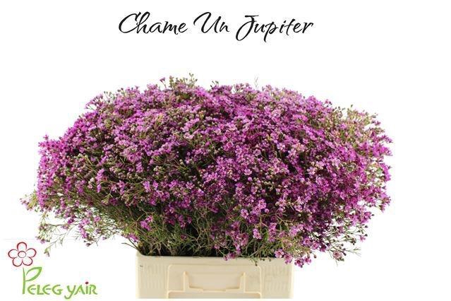 <h4>CHAME UN JUPITER</h4>