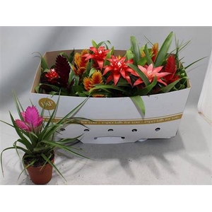 Bromelia variés