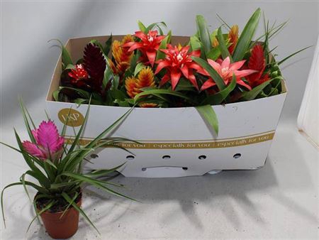 <h4>Bromelia variés</h4>