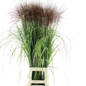 Miscanthus Rotfeder