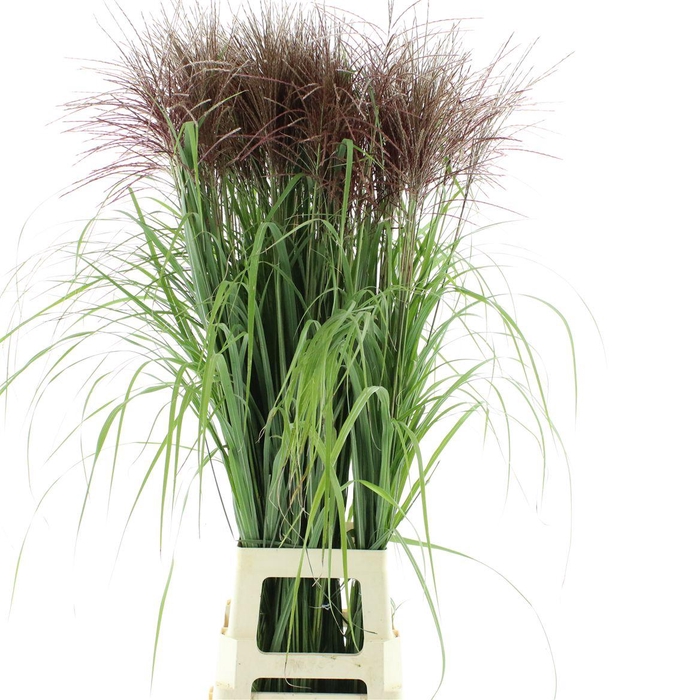 <h4>Miscanthus Rotfeder</h4>