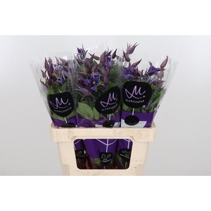Clem Di Bl Pirouette