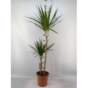 Dracaena marg.