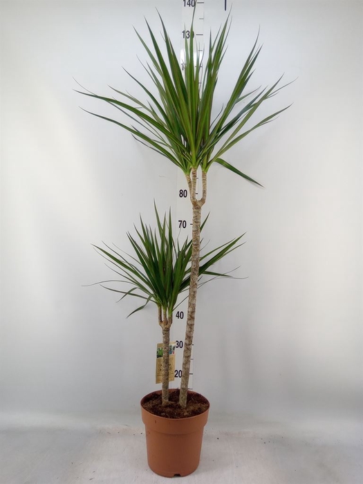 <h4>Dracaena marg.</h4>