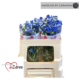 DELPH EN JENNY PEARL