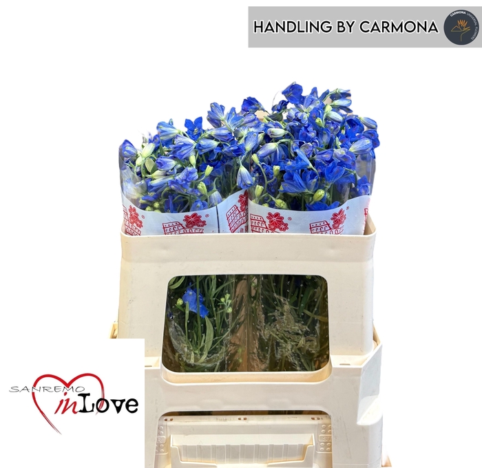 <h4>DELPH EN JENNY PEARL</h4>