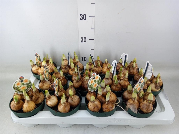 <h4>Narcissus   ...</h4>