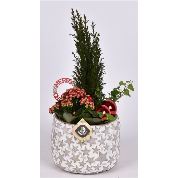 <h4>Arrangementen kamerplanten 6%</h4>