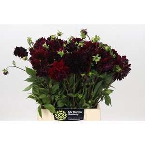 Dahlia Arabian Night