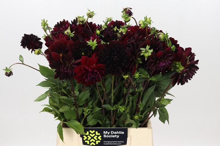 <h4>Dahlia Arabian Night</h4>