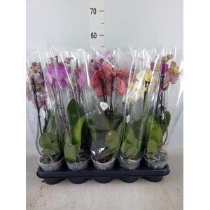 Phalaenopsis   ...mix