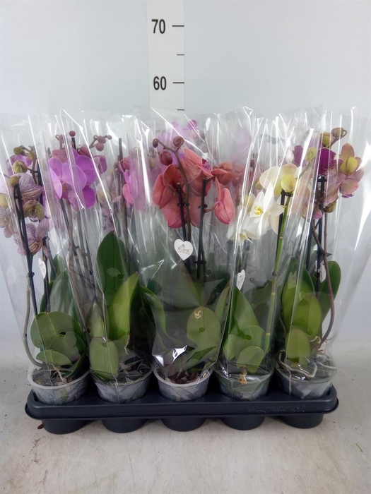 <h4>Phalaenopsis   ...mix</h4>