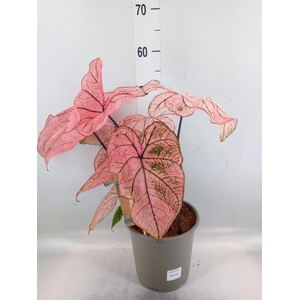 Caladium   ...