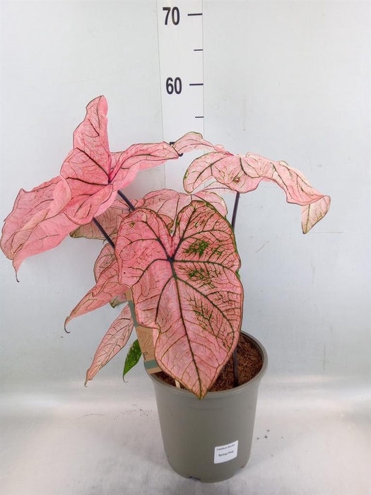 <h4>Caladium   ...</h4>