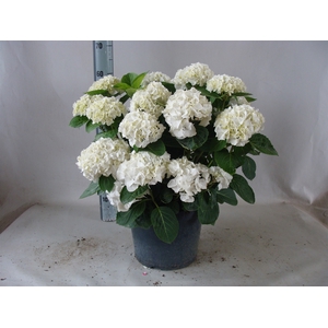 Hydrangea mac.