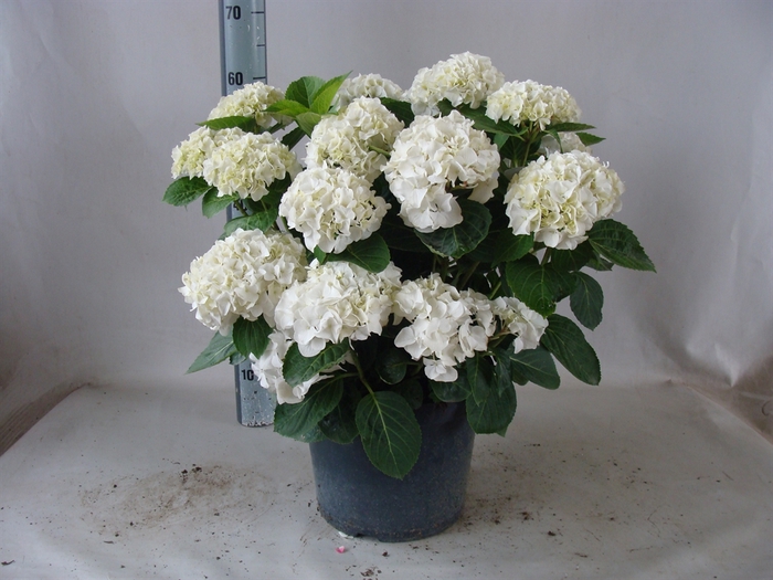 <h4>Hydrangea mac.</h4>