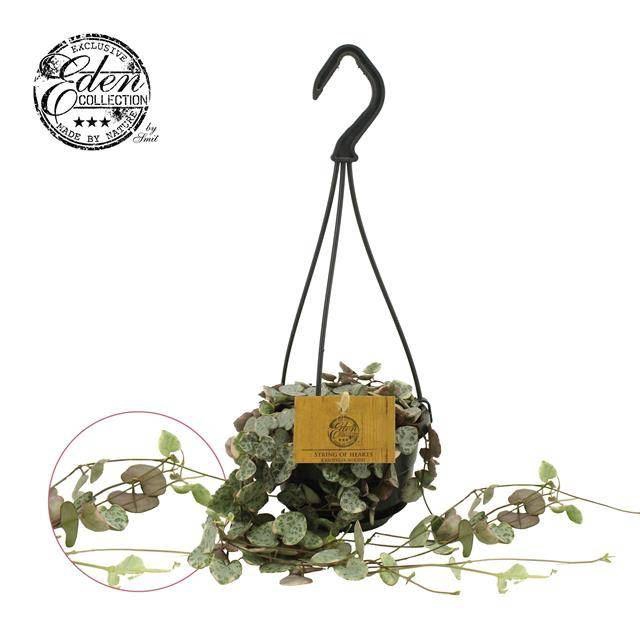 <h4>CEROP WO VARIEGATA</h4>