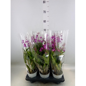 Dendrobium  'Berry Oda'