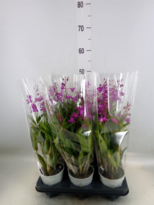<h4>Dendrobium  'Berry Oda'</h4>
