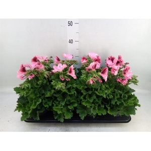 Pelargonium gran.   ..