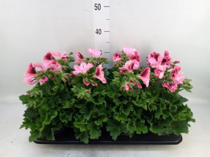 <h4>Pelargonium gran.   ..</h4>