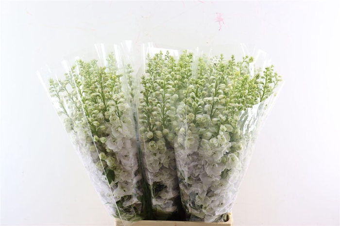 <h4>Delph Ov White</h4>